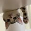 我的猫-口罩