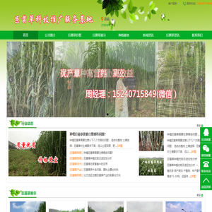 巨菌草,皇竹草,高产牧草就选巨菌草种苗基地
