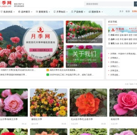 月季网 - 树状藤本大花，月季批发交易基地
